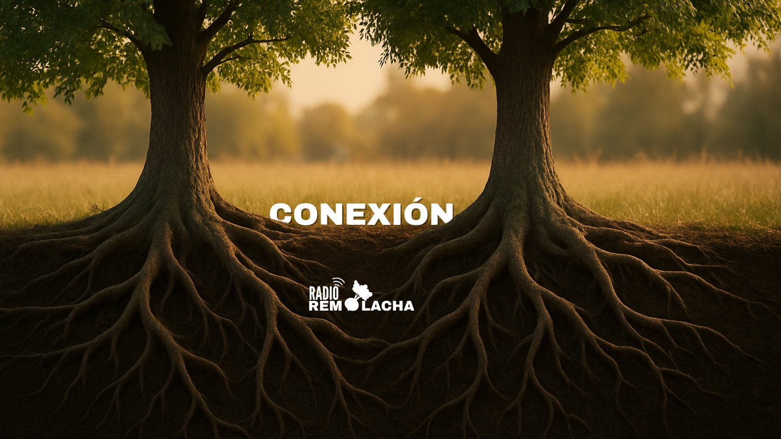 Se ven dos árboles que aparentemente están separados, pero por debajo de la tierra se observa que sus raices están conectada, hacen conexión