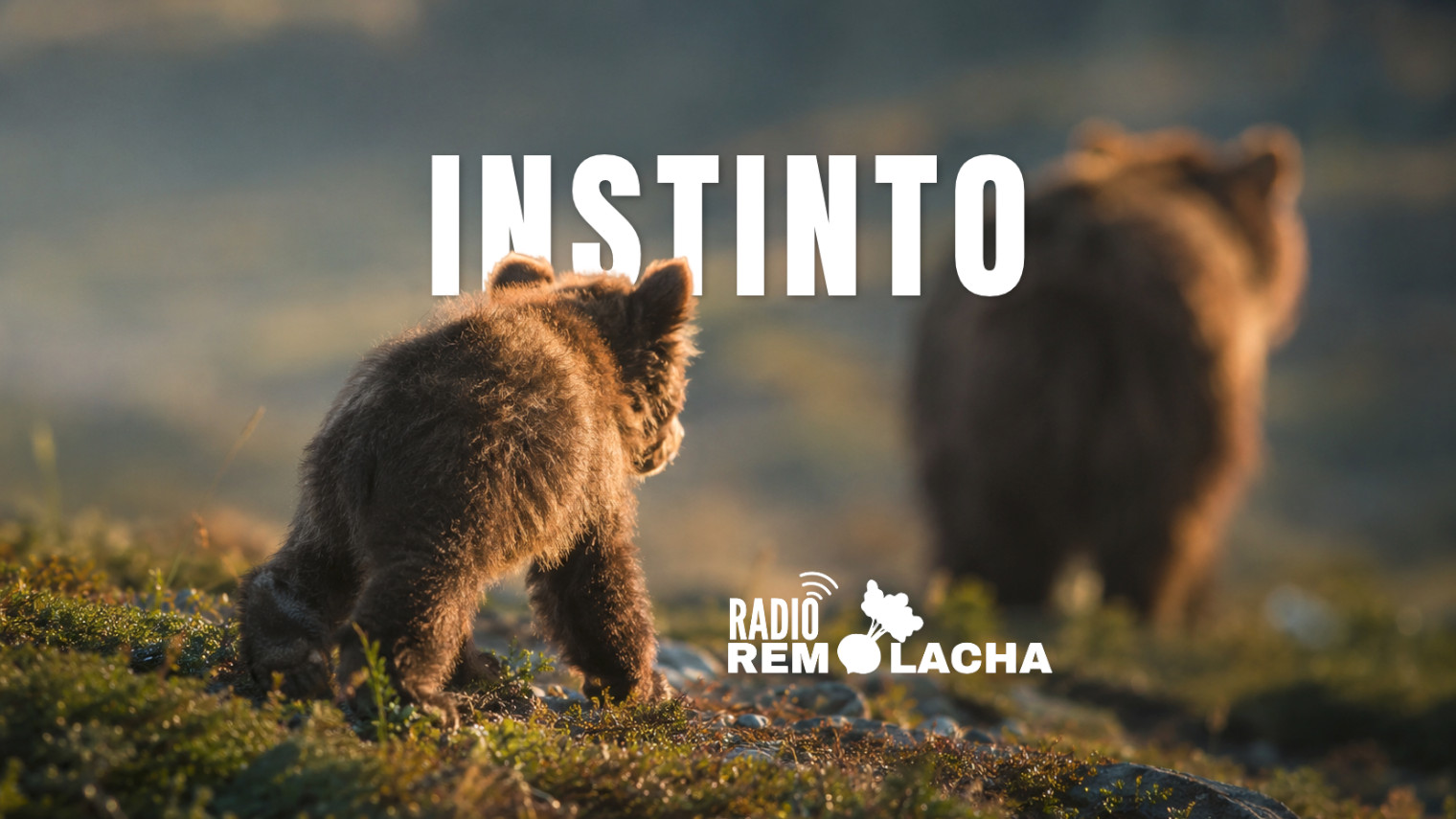 Vemos a un cachorro de oso buscando a su madre
